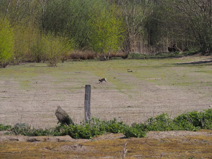 Kalkense Meersen (België)